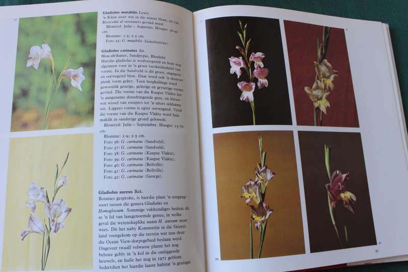G.R. DELPIERRE & N.M. DU PLESSIS. Die wintergroeiende Gladioli van Suid-Afrika.