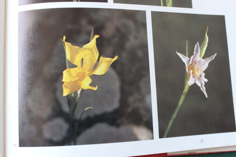 G.R. DELPIERRE & N.M. DU PLESSIS. Die wintergroeiende Gladioli van Suid-Afrika.