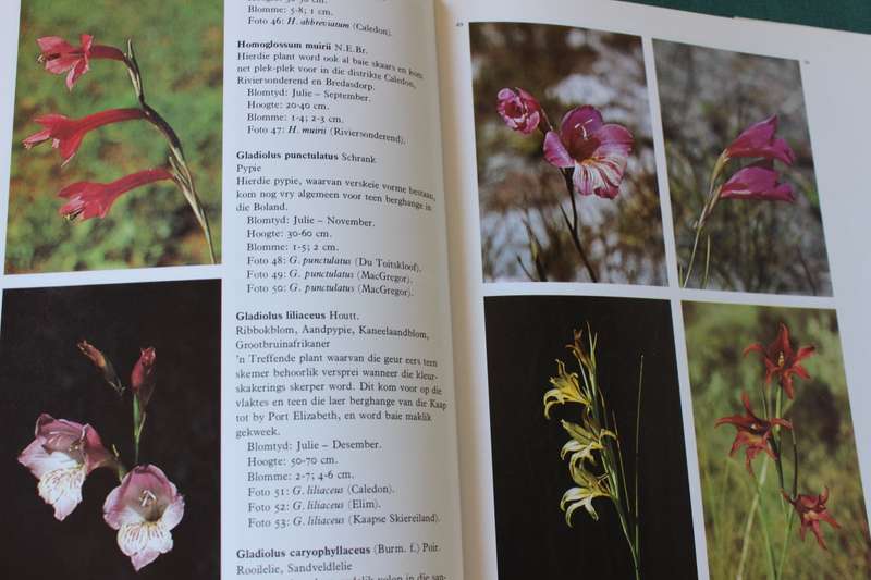 G.R. DELPIERRE & N.M. DU PLESSIS. Die wintergroeiende Gladioli van Suid-Afrika.