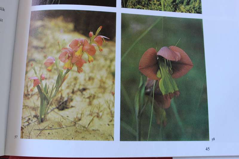 G.R. DELPIERRE & N.M. DU PLESSIS. Die wintergroeiende Gladioli van Suid-Afrika.
