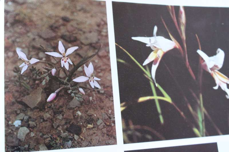 G.R. DELPIERRE & N.M. DU PLESSIS. Die wintergroeiende Gladioli van Suid-Afrika.