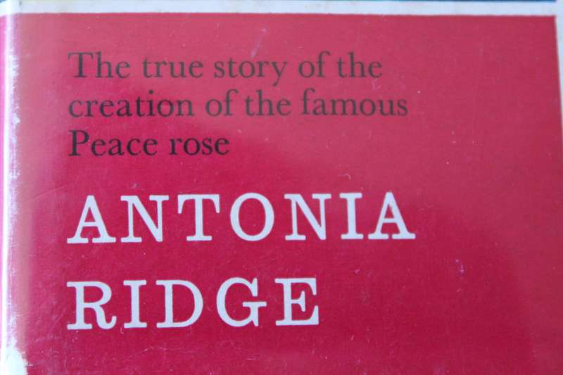 FOR LOVE OF A ROSE.