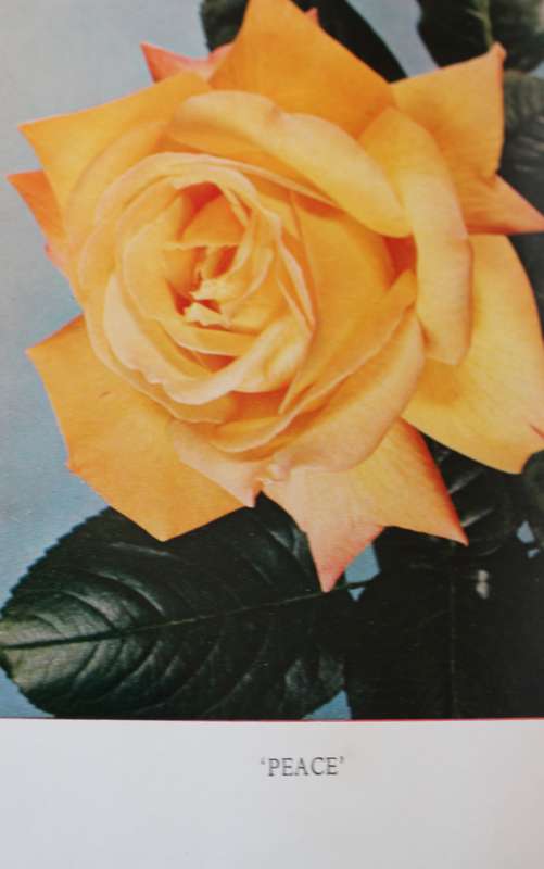 FOR LOVE OF A ROSE.