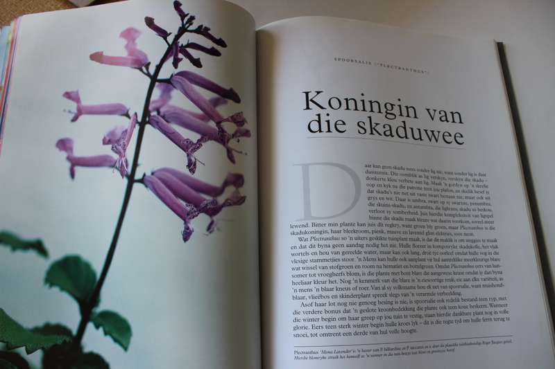 IMMERGROEN. Stories oor Plante. Dave Pepler. Foto's deur Lien Botha.