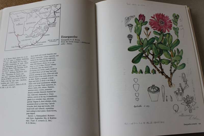 THE GENERA OF THE MESEMBRYANTHEMACEAE  by H. Herre.