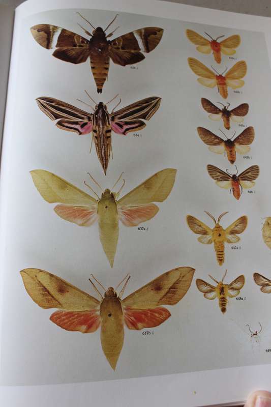 Moths of Southern Africa by E.C.G. Pinhey - 1183 species, color illustrations