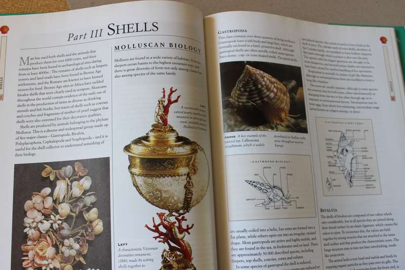 ROCKS, SHELLS, FOSSILS, MINERALS AND GEMS (Complete Collector's Companion) by Harriet Stewart-Jones