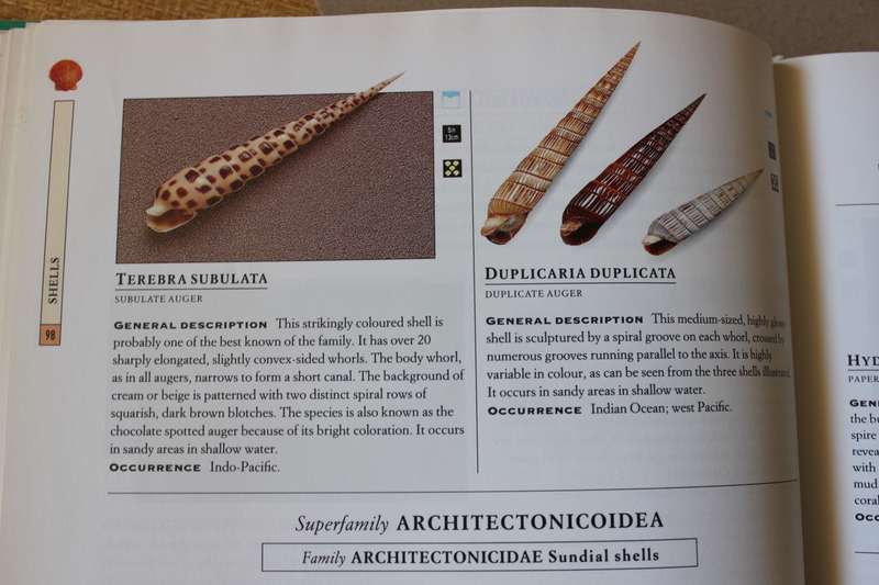 ROCKS, SHELLS, FOSSILS, MINERALS AND GEMS (Complete Collector's Companion) by Harriet Stewart-Jones