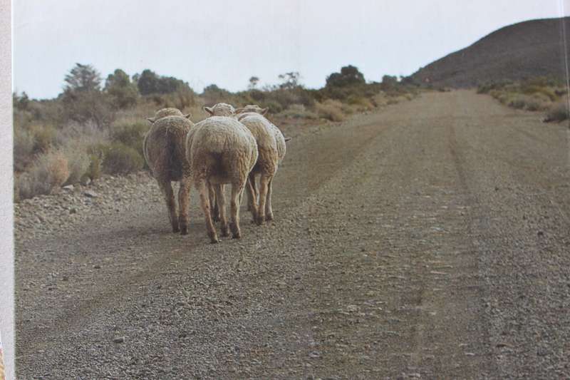 THE KAROO COOKBOOK  compiled by Rose Willis