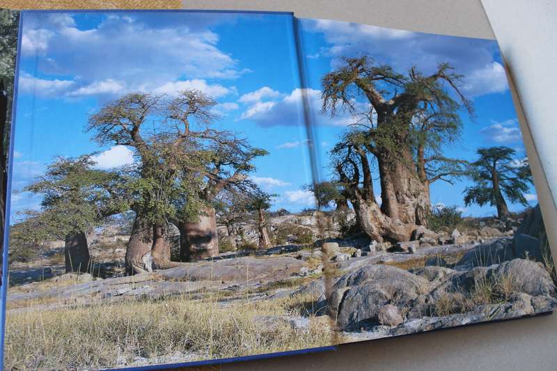 REMARKABLE TREES OF THE WORLD  by Thomas Pakenham