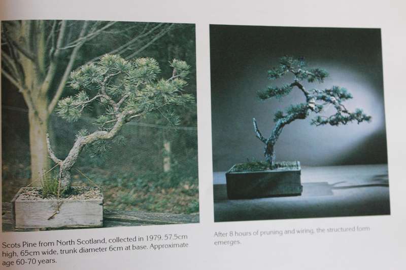 BONSAI DESIGN  by Peter Adams (Scots Pine, Common Juniper and Japanese Larch)