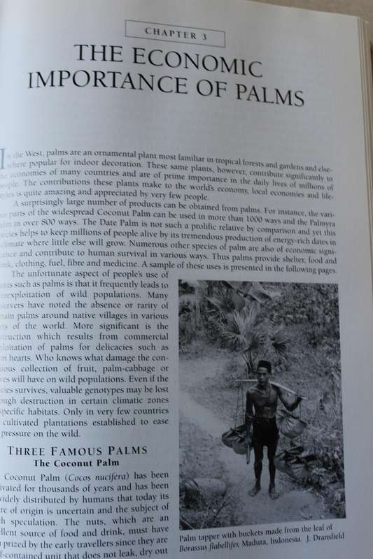 PALMS THROUGHOUT THE WORLD  by David L. Jones