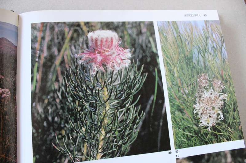 SOUTH AFRICA'S PROTEACEAE Know them and grow them  by Marie Vogts  Photography: Colin Paterson-Jones