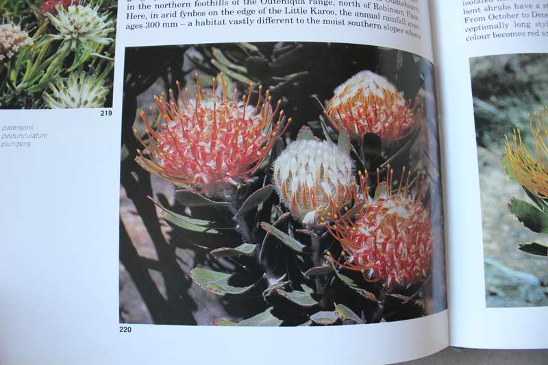 SOUTH AFRICA'S PROTEACEAE Know them and grow them  by Marie Vogts  Photography: Colin Paterson-Jones