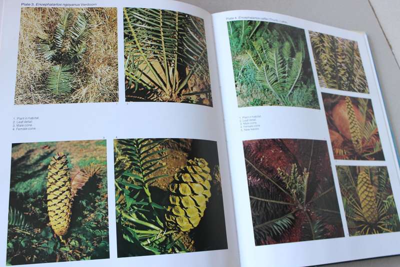 CYCADS OF SOUTH AFRICA  by Cynthia Giddy