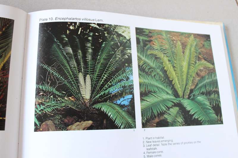 CYCADS OF SOUTH AFRICA  by Cynthia Giddy