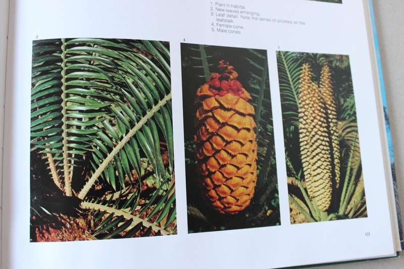 CYCADS OF SOUTH AFRICA  by Cynthia Giddy