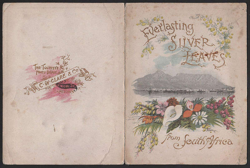 CIRCA 1910-20 SELECTION OF 22 TABLE MOUNTAIN SILVER LEAVES CARDS ALL WITH HANDPAINTED LEAVES.