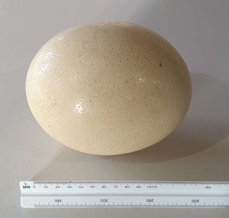 Hollow Ostrich egg as per photos