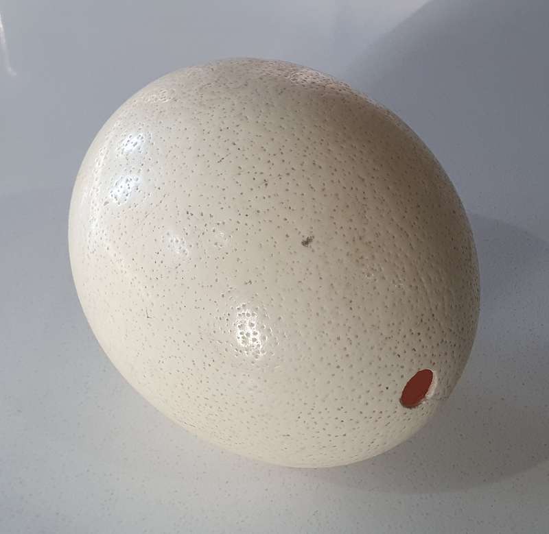 Hollow Ostrich egg as per photos