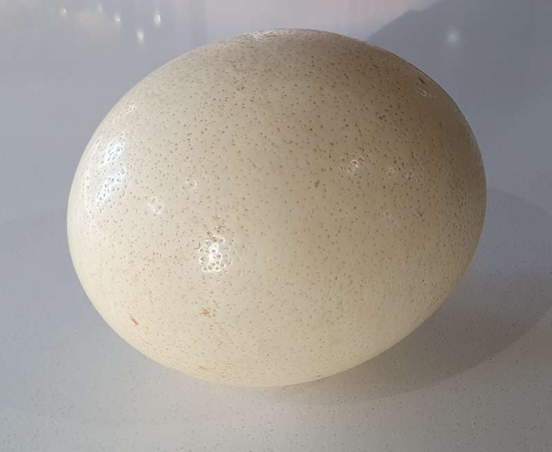 Hollow Ostrich egg as per photos