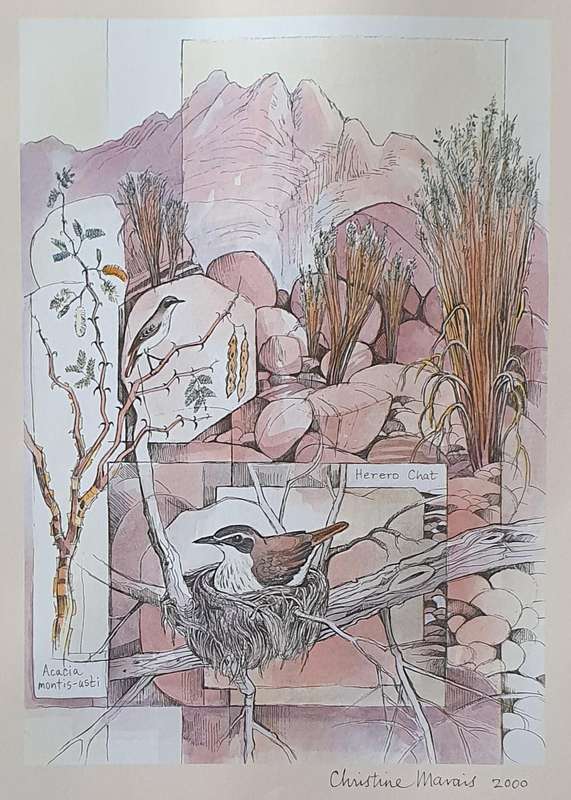 Unframed print of a painting by CHRISTINE MARAIS - part of the endemic birds of Namibia portfolio