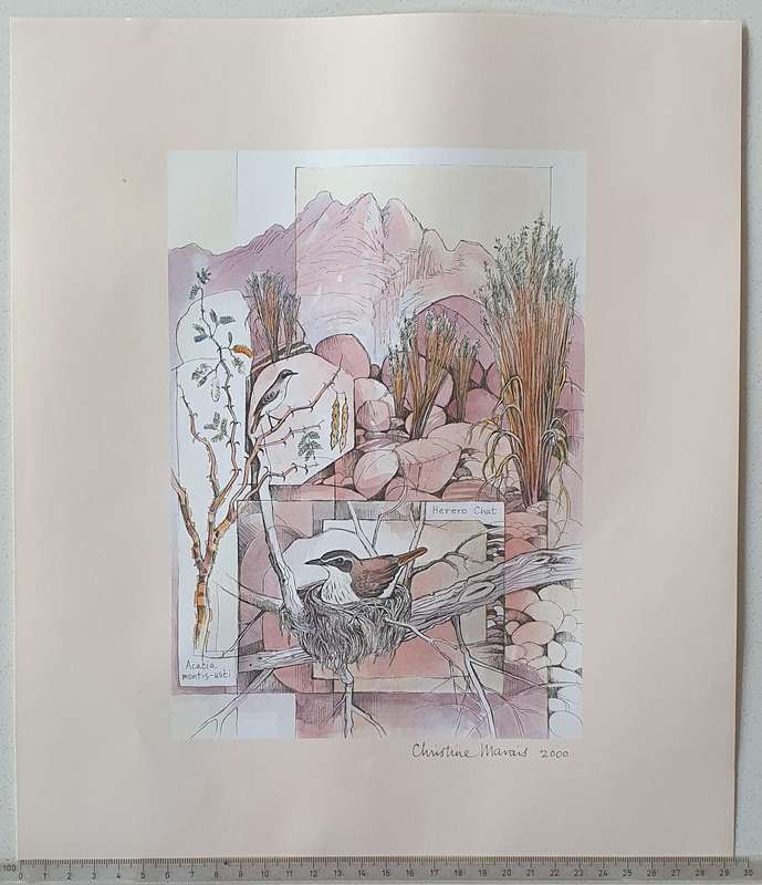 Unframed print of a painting by CHRISTINE MARAIS - part of the endemic birds of Namibia portfolio