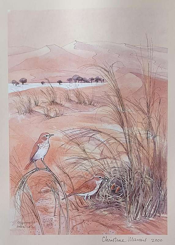 Unframed print of a painting by CHRISTINE MARAIS - part of the endemic birds of Namibia portfolio