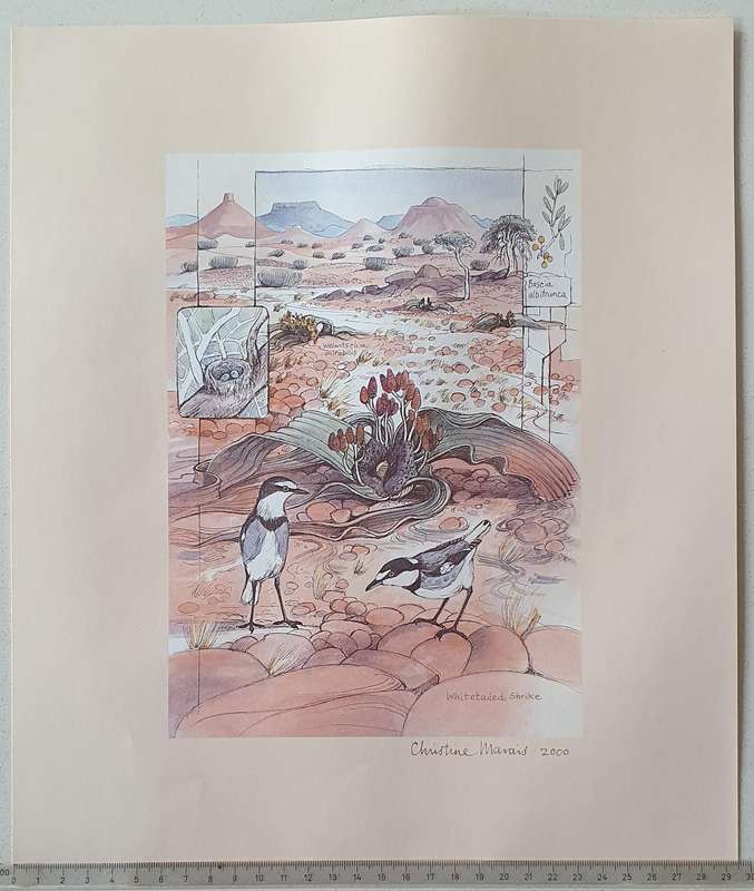 Unframed print of a painting by CHRISTINE MARAIS - part of the endemic birds of Namibia portfolio