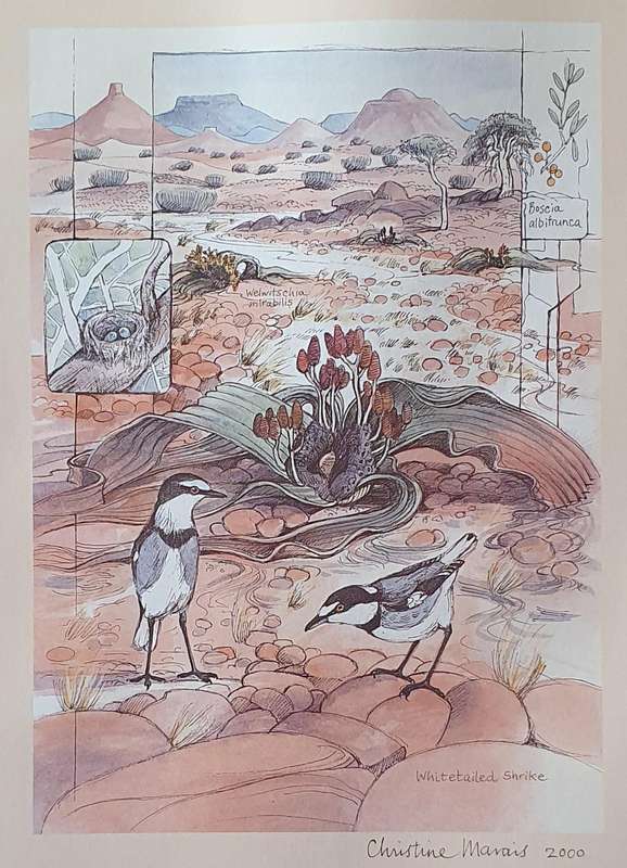 Unframed print of a painting by CHRISTINE MARAIS - part of the endemic birds of Namibia portfolio