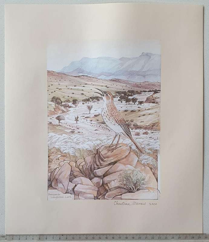 Unframed print of a painting by CHRISTINE MARAIS - part of the endemic birds of Namibia portfolio