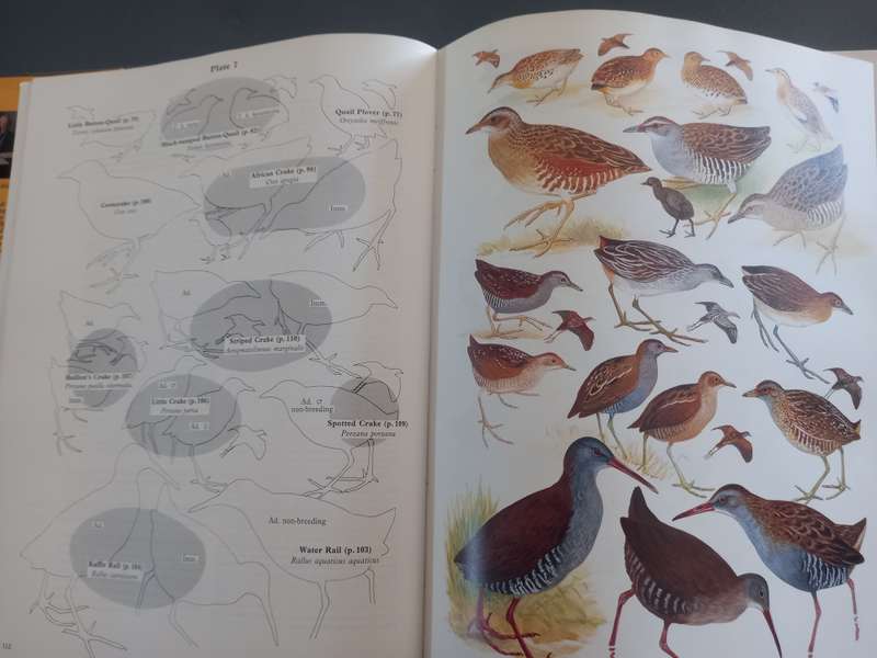 The Birds of Africa, Gamebirds to Pigeons - Volume 2