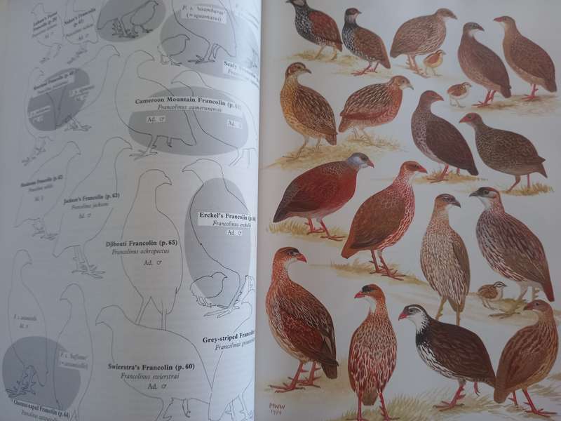 The Birds of Africa, Gamebirds to Pigeons - Volume 2