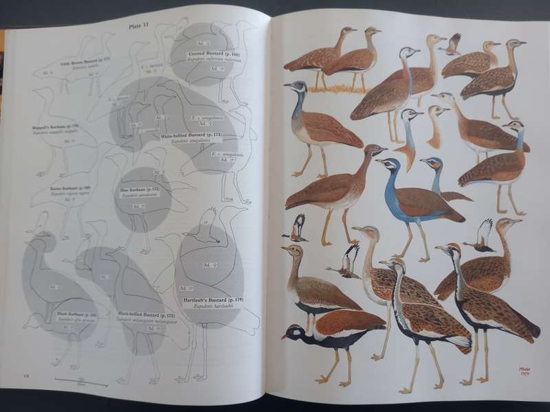 The Birds of Africa, Gamebirds to Pigeons - Volume 2