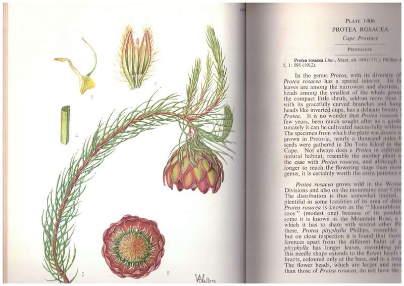 Flowering Plants of Africa - Volume 36, Plates 1401-1440