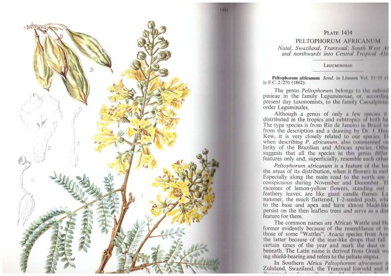 Flowering Plants of Africa - Volume 36, Plates 1401-1440