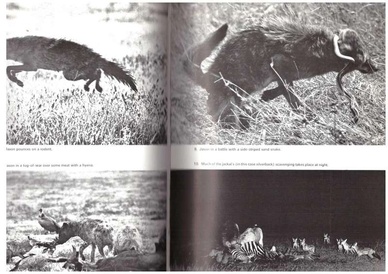 Innocent Killers, (Wild Dogs)