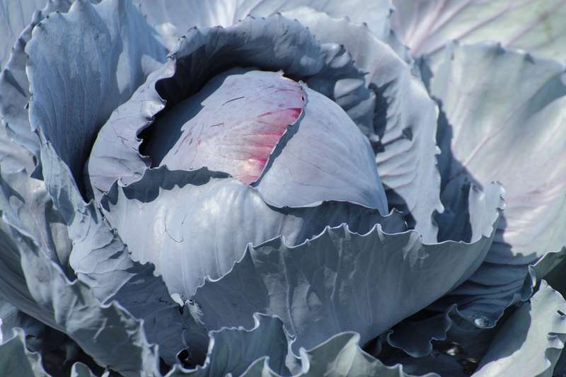 Cabbage Baby Red Omero -10 cabbage seeds