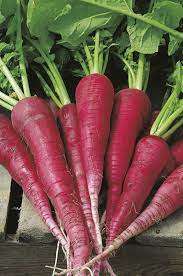 Daikon seeds Japanese Radish Seeds - 2 grams radish seeds