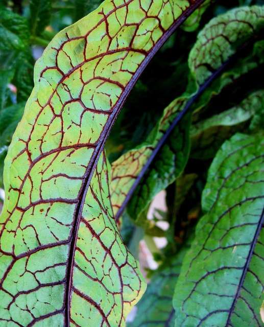 Sorrel Seeds - Red Veined  Bloody Sorrel 100 Seeds