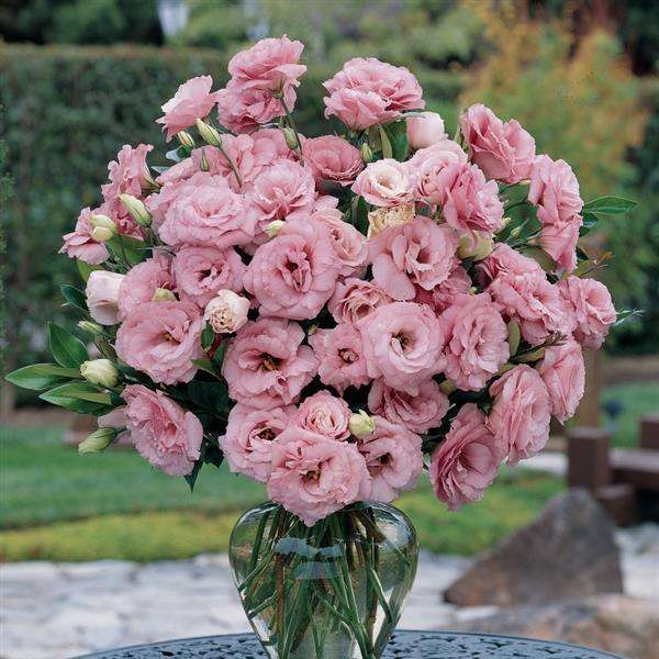 Lisianthus Seeds Abc Deep Rose - 10 Lisianthus Seeds