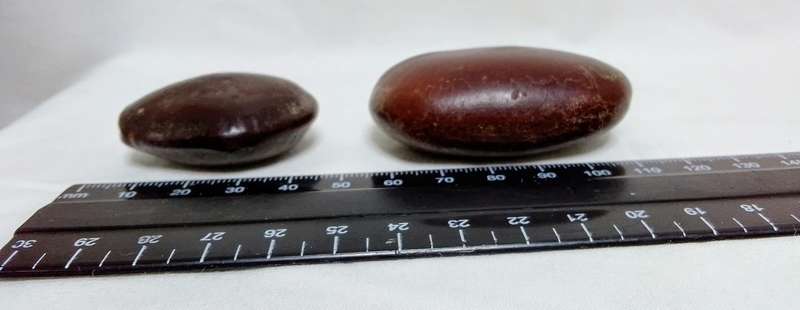 39 "Sea-beans" - various sizes