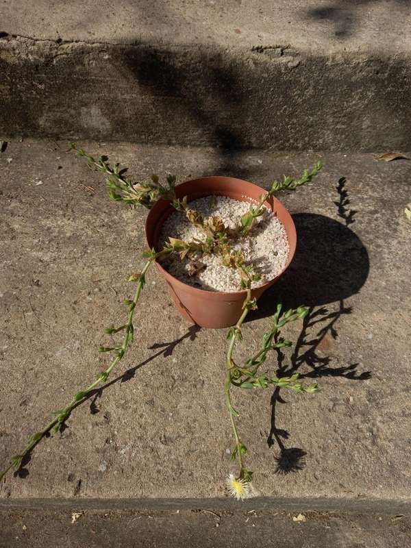 Sceletium tortuosum - Kanna - Live Plant