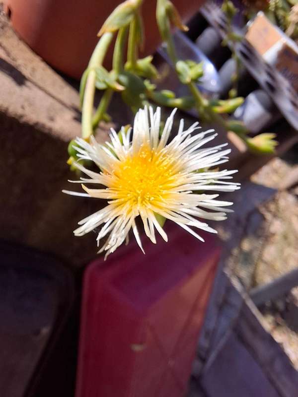 Sceletium tortuosum - Kanna - Live Plant