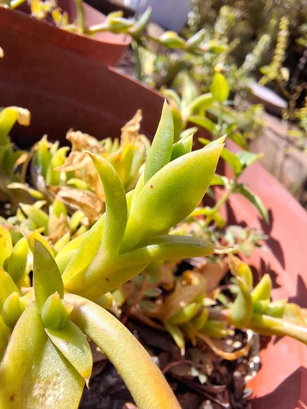 Sceletium tortuosum - Kanna - Live Plant
