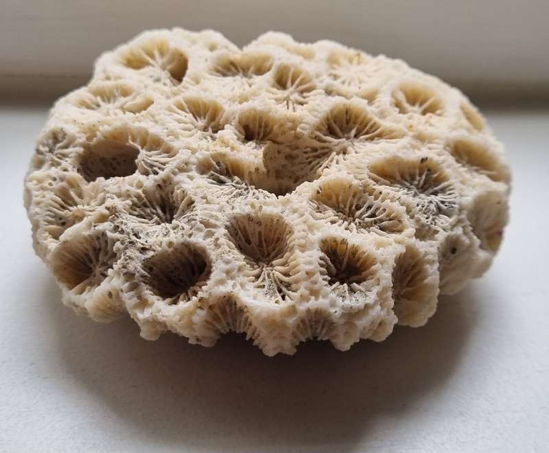 Original Old Fossil Sea Coral