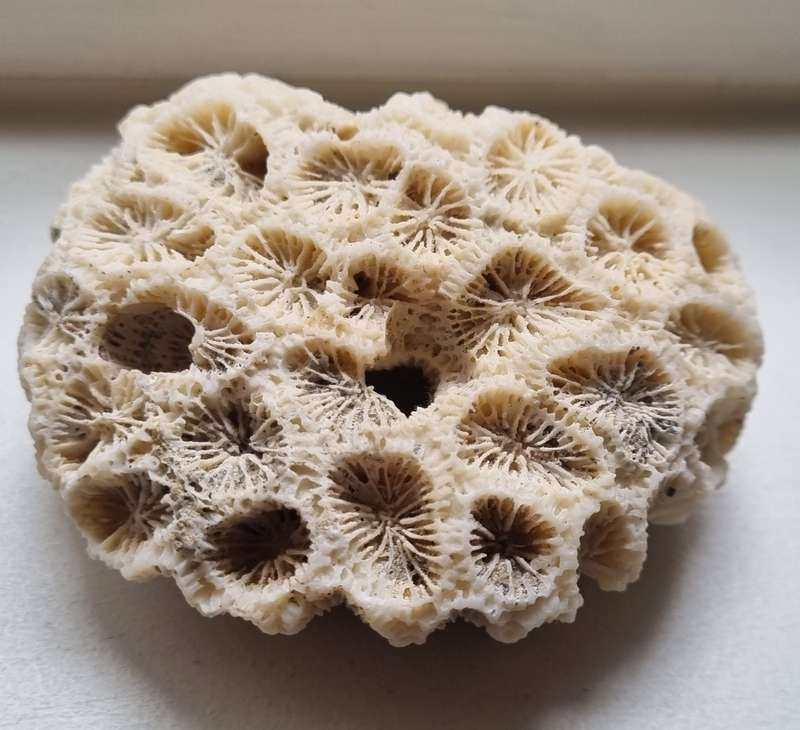 Original Old Fossil Sea Coral