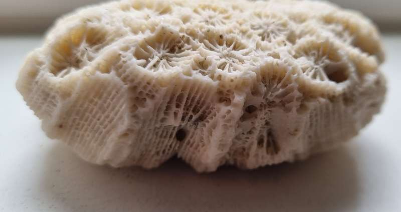 Original Old Fossil Sea Coral