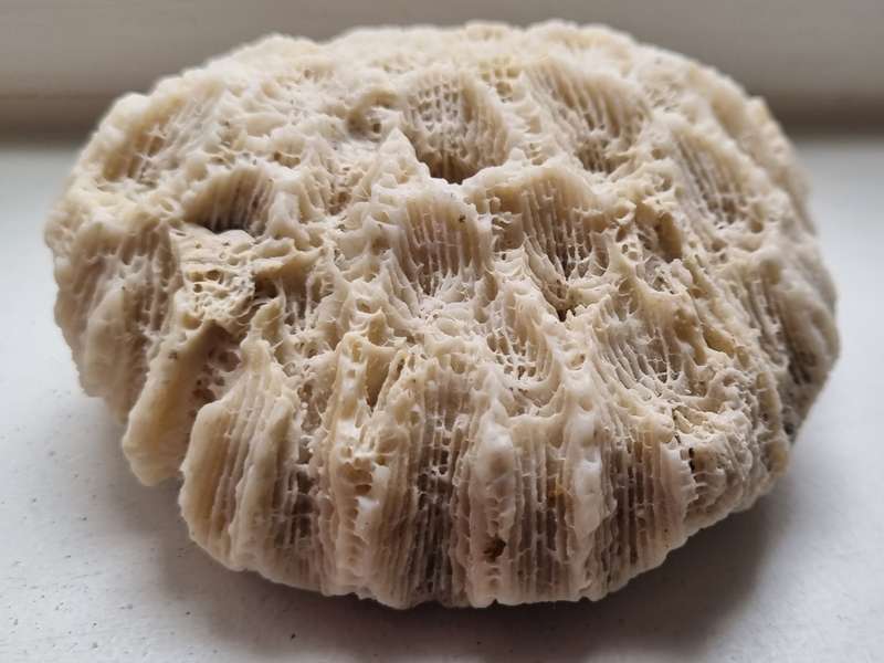 Original Old Fossil Sea Coral