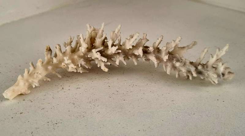 Beautiful GENUINE OLD Deep Sea Fossil Coral
